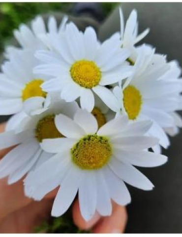 Semra Dağaçar